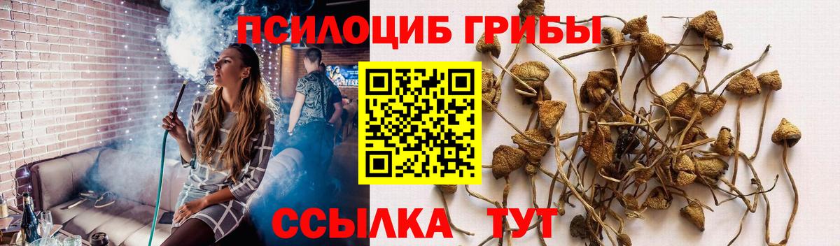 где найти   Вход с VPN  Гагарин  Галлюциногенные грибы Magic Shrooms  Галлюциногенные грибы Cubensis 